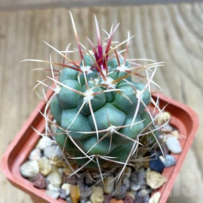 SH4360 Thelocactus hexaedrophorus
