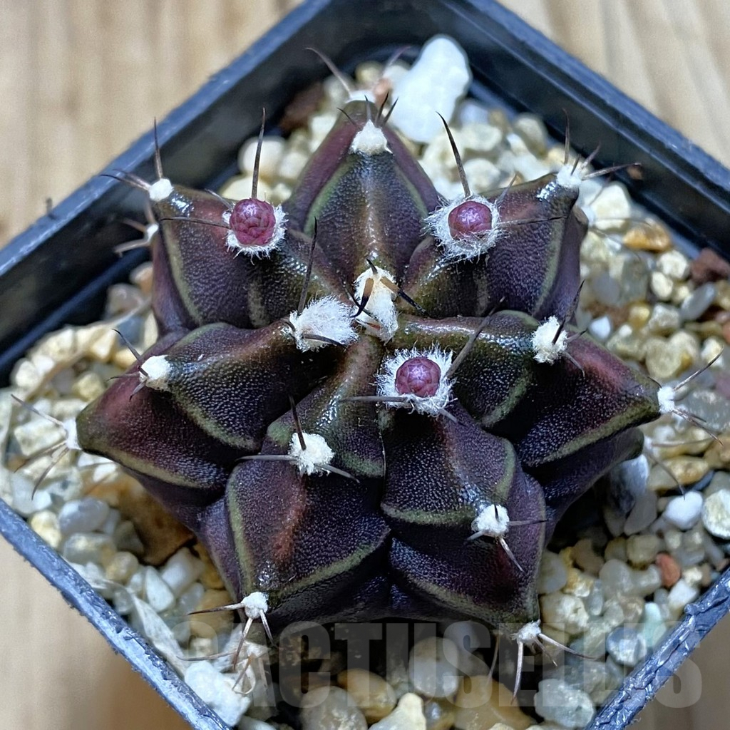 SH4403 Gymnocalycium mihanovichii ‘Hibotan’, seedling