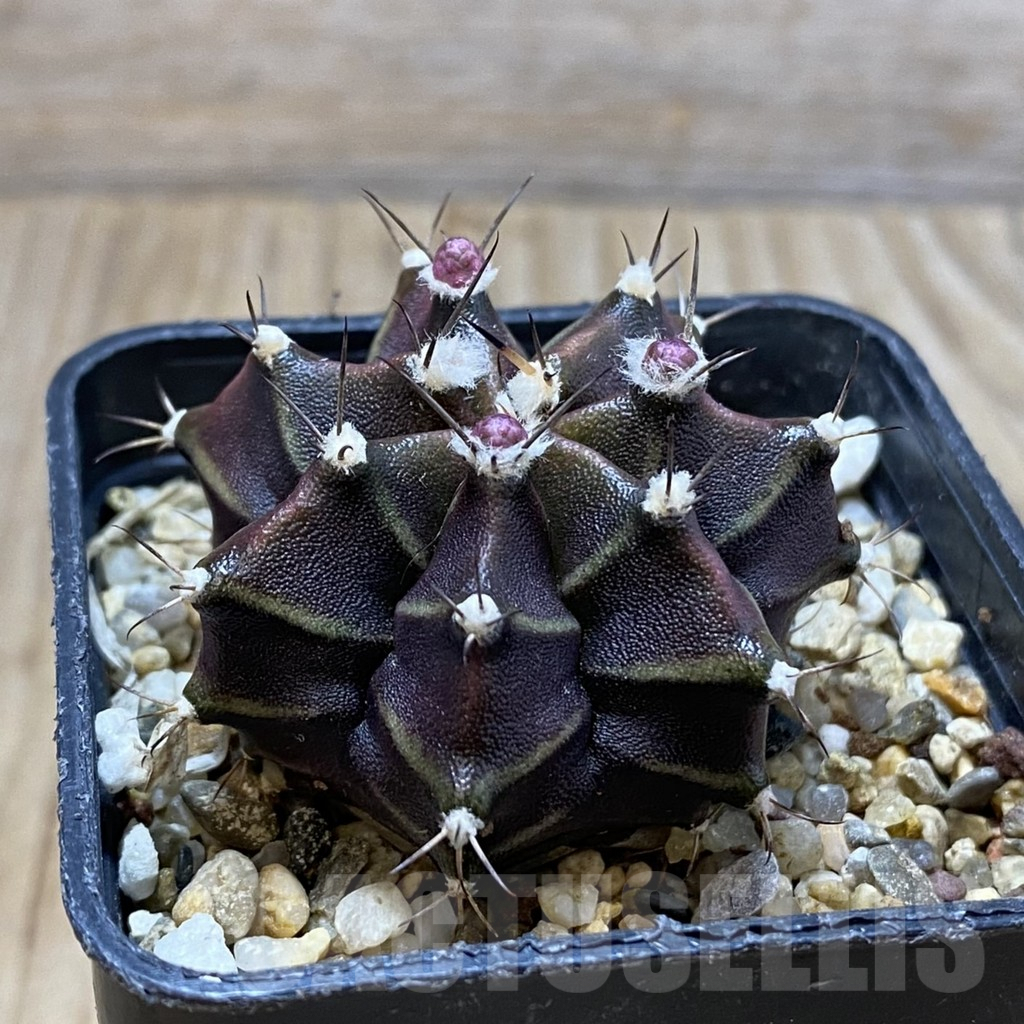 SH4403 Gymnocalycium mihanovichii ‘Hibotan’, seedling - Image 2