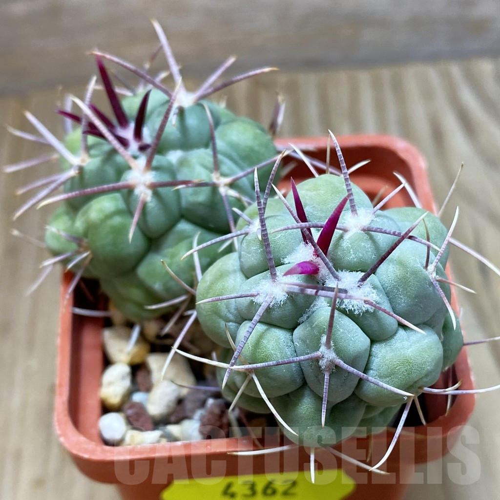 SH4362 Thelocactus hexaedrophorus, 2 plants