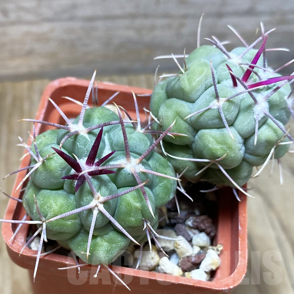 SH4362 Thelocactus hexaedrophorus, 2 plants - Image 2