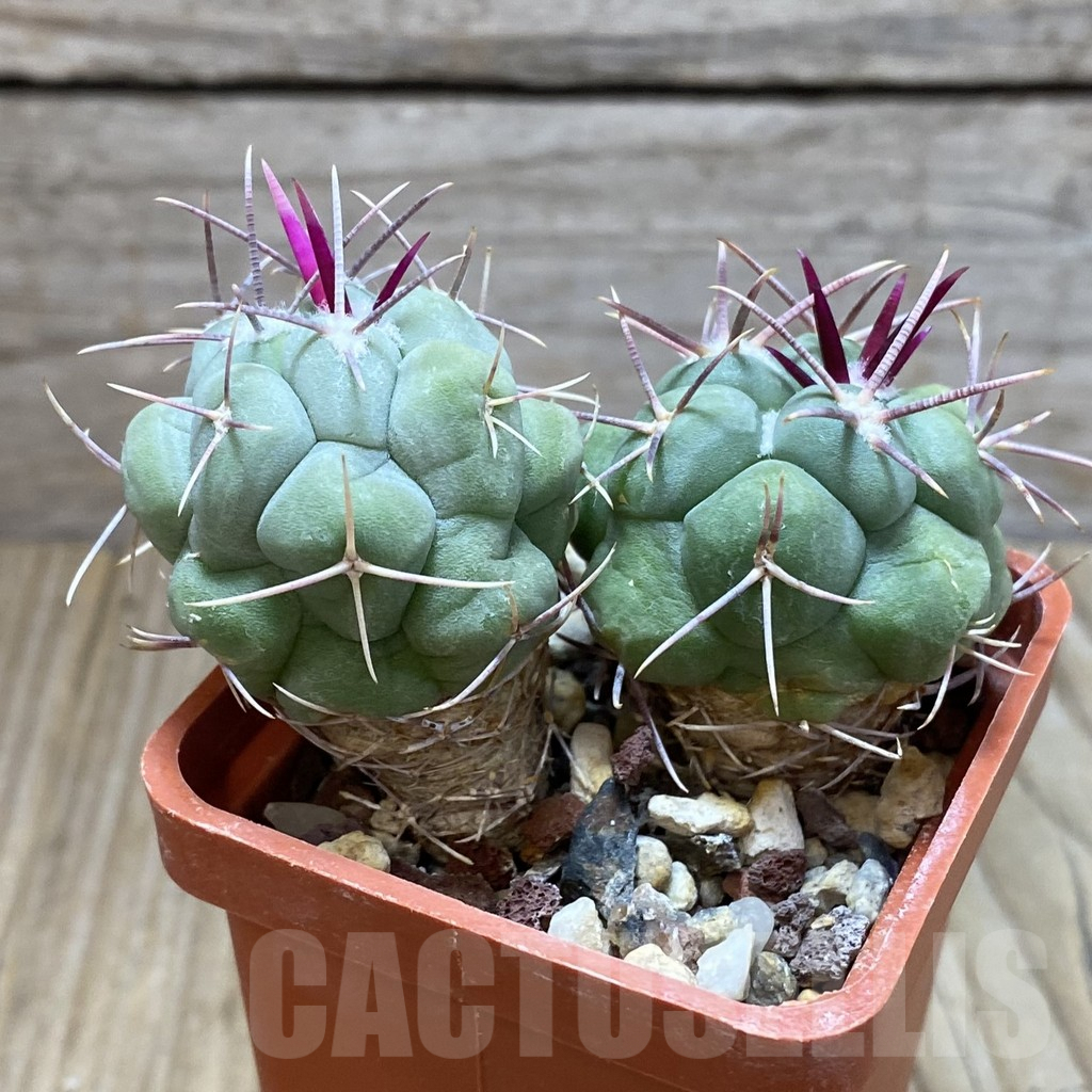 SH4362 Thelocactus hexaedrophorus, 2 plants - Image 3