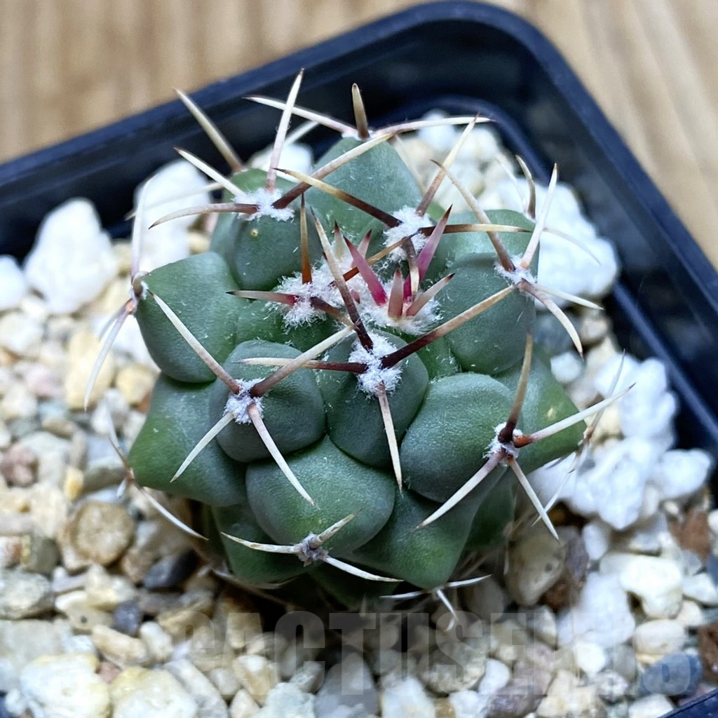 SH4363 Thelocactus hexaedrophorus v. fossulatus
