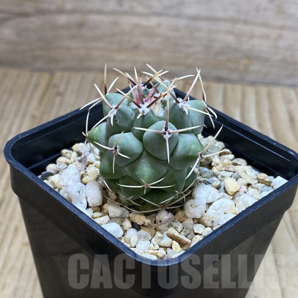 SH4363 Thelocactus hexaedrophorus v. fossulatus - Image 2
