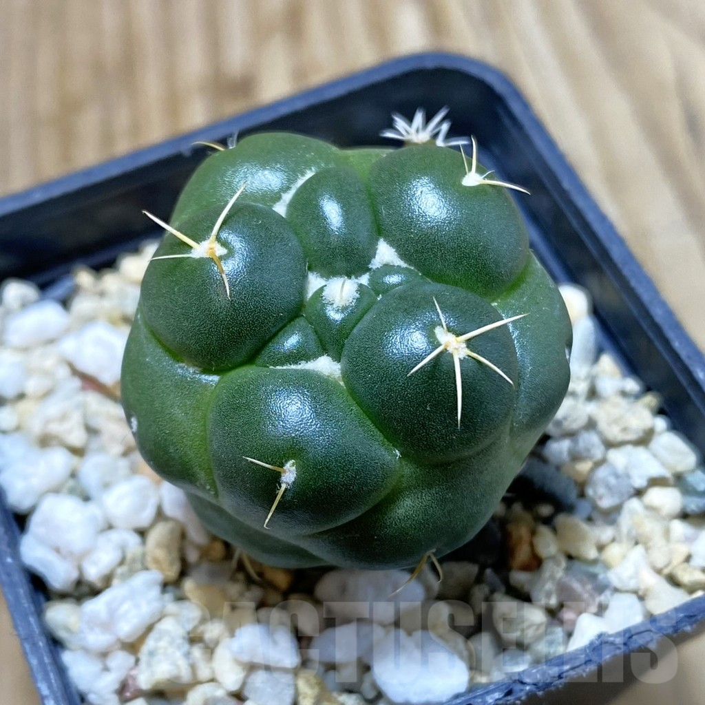 SH4369 Coryphantha elephantidens ‘inermis’