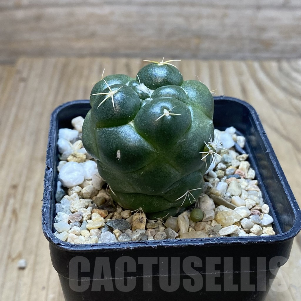 SH4369 Coryphantha elephantidens ‘inermis’ - Image 2