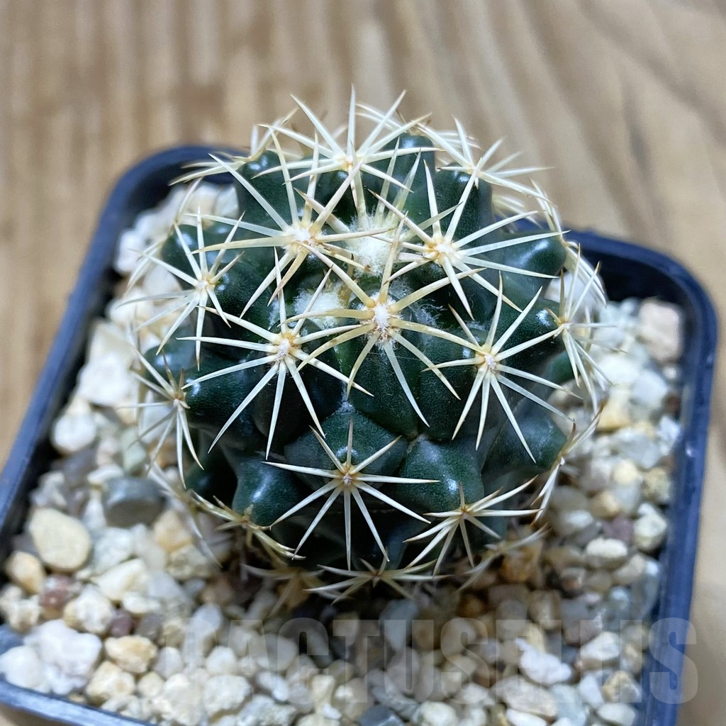 SH4371 Coryphantha sp.