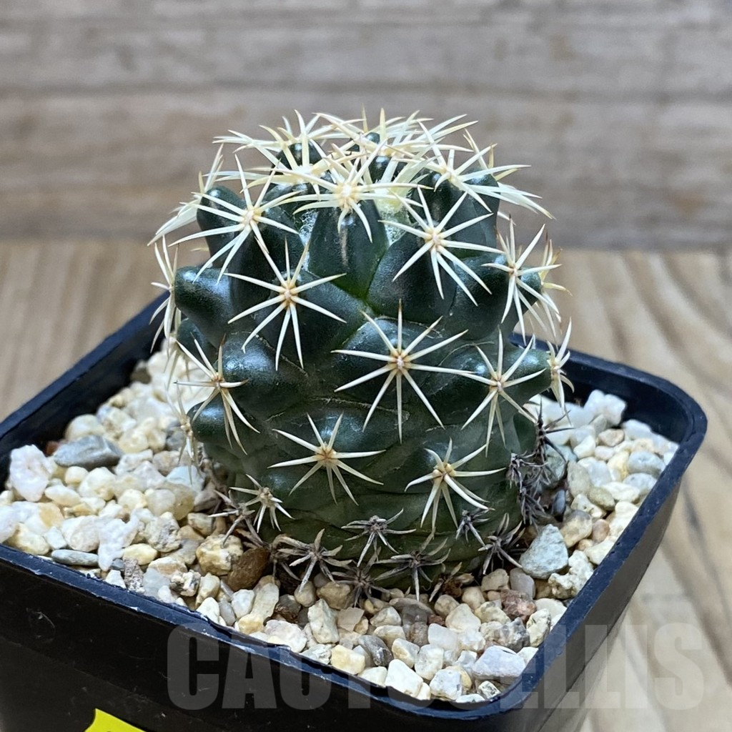SH4371 Coryphantha sp. - Image 2