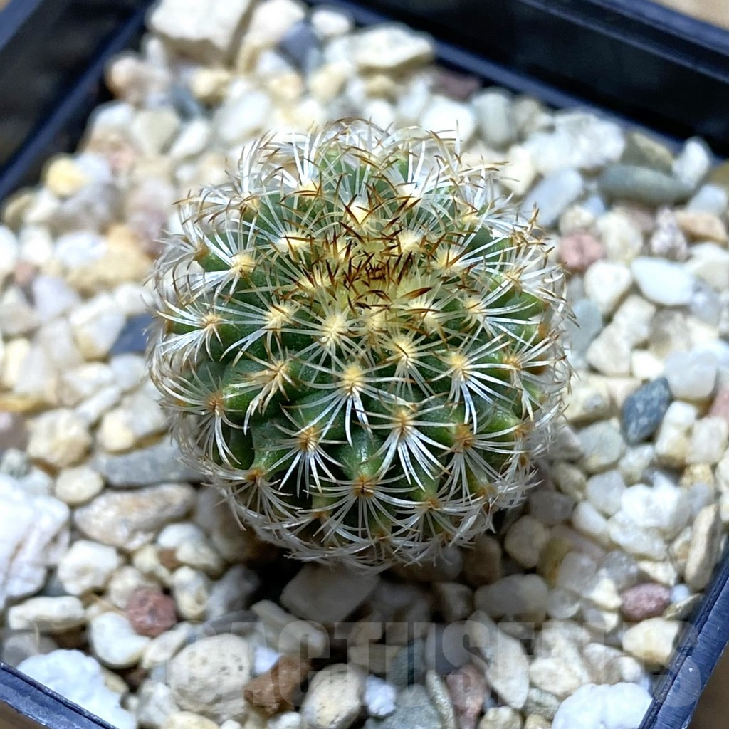 SH4376 Gymnocactus ysabelae