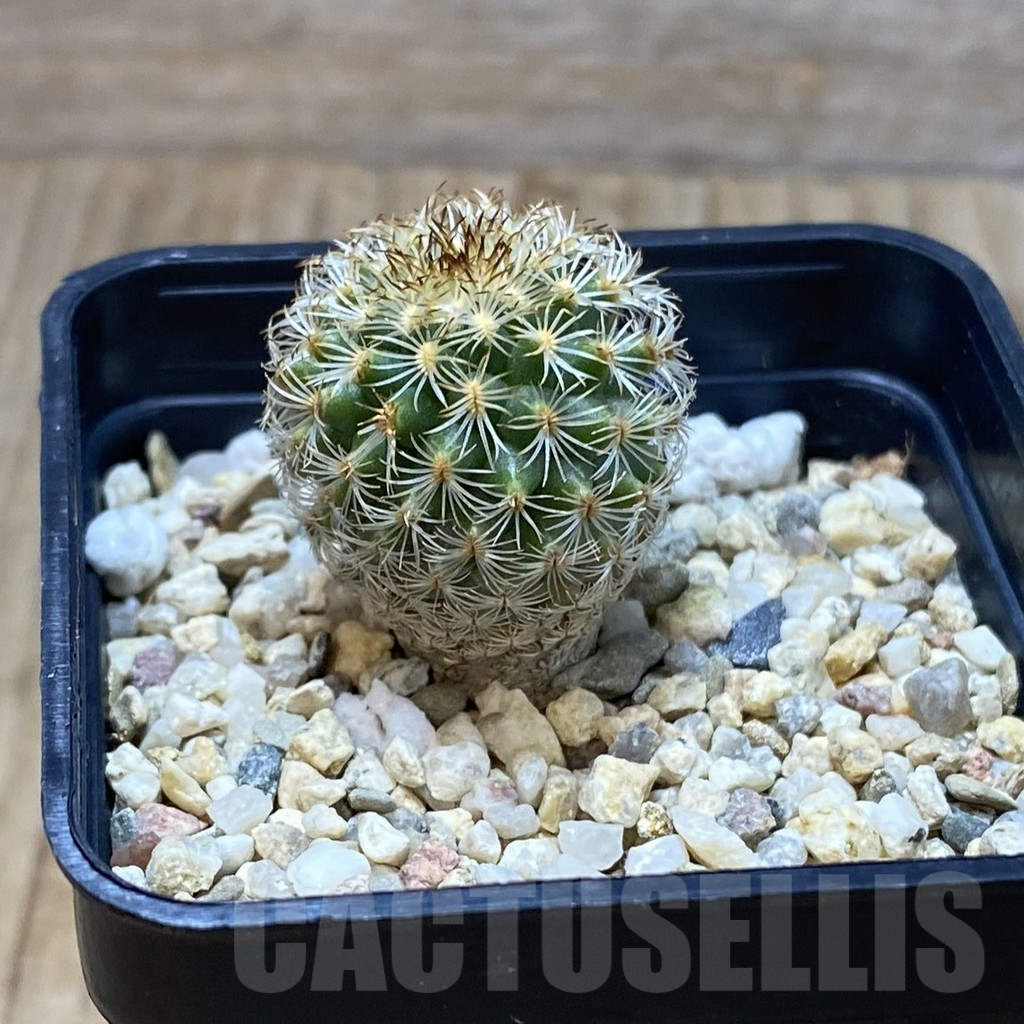SH4376 Gymnocactus ysabelae - Image 2