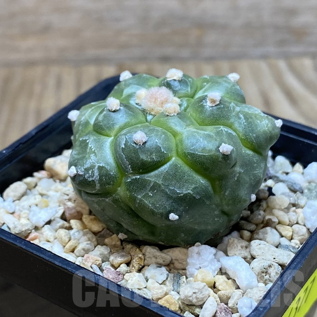 SH4377 Astrophytum asterias ‘Kikko' - Image 2
