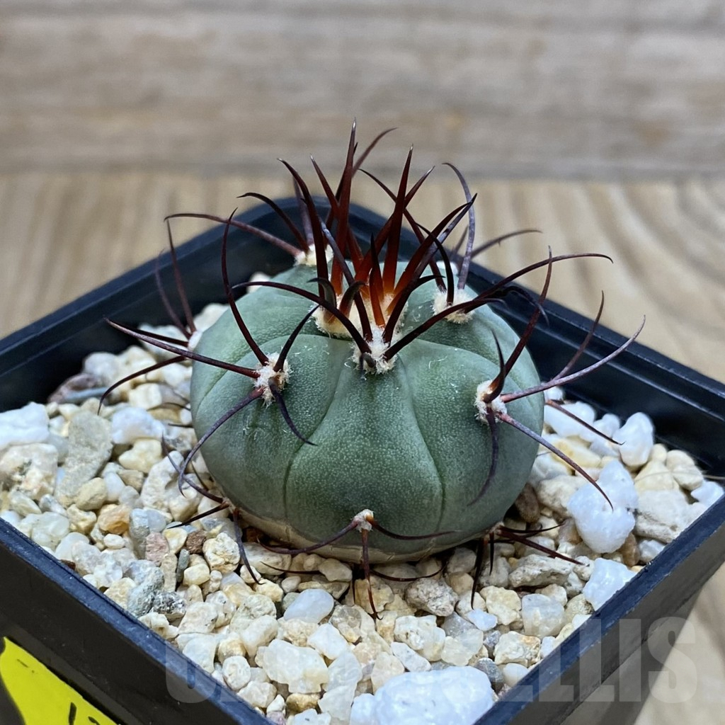SH4380 Gymnocalycium cabreraense VOS 2122 - Image 2