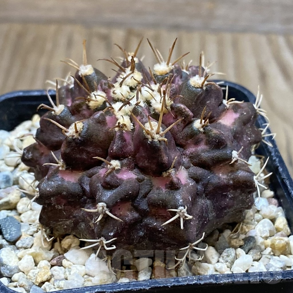 SH4583 Gymnocalycium mihanovichii ‘T-Lux’, seedling - Image 2