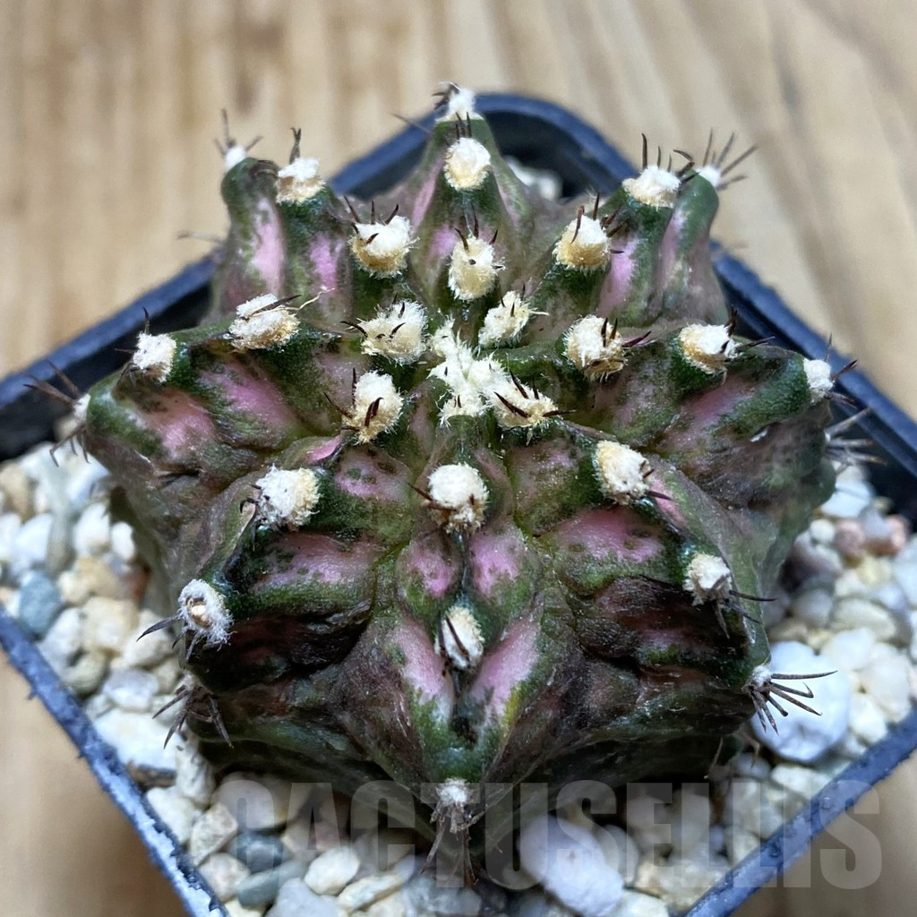 SH4584 Gymnocalycium mihanovichii ‘T-Lux’, seedling