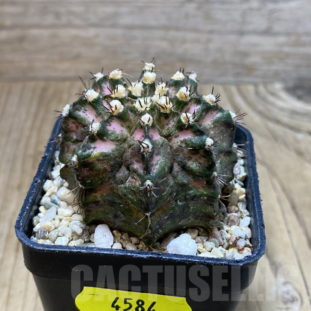 SH4584 Gymnocalycium mihanovichii ‘T-Lux’, seedling - Image 2