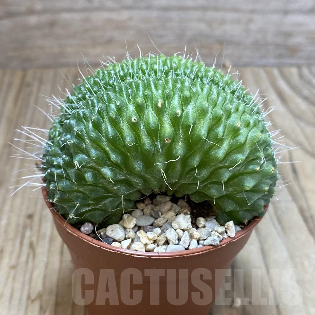 SH4549 Mammillaria spinosissima ‘Uno Pico’ f. cristata - Image 2
