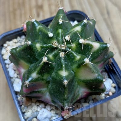 SH4598 Gymnocalycium mihanovichii f. variegata, seedling