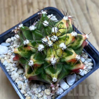 SH4601 Gymnocalycium mihanovichii f. variegata, seedling