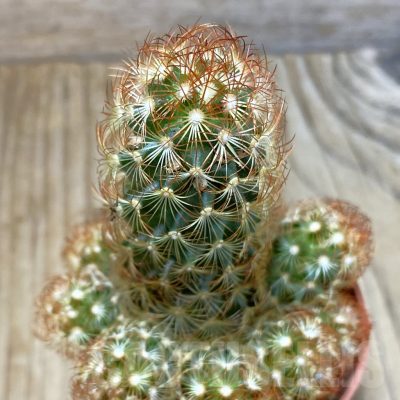 SHND4551 Mammillaria elongata v. rubrispina