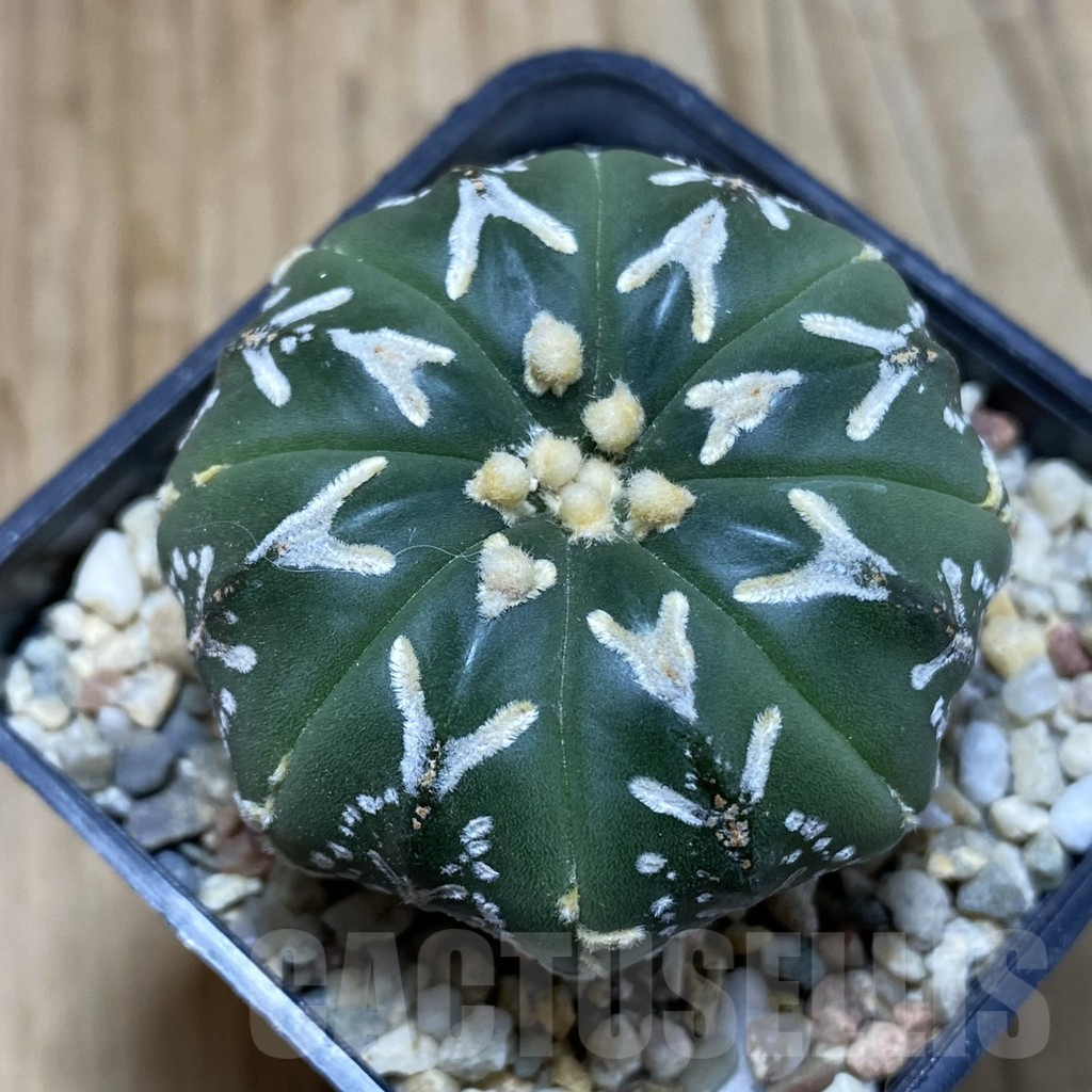 SH4602 Astrophytum asterias ‘Super Kabuto’ V-type f. nudum