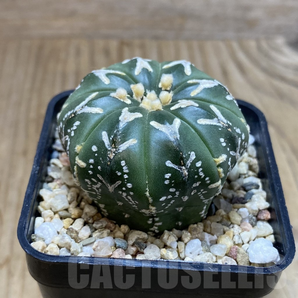 SH4602 Astrophytum asterias ‘Super Kabuto’ V-type f. nudum - Image 2