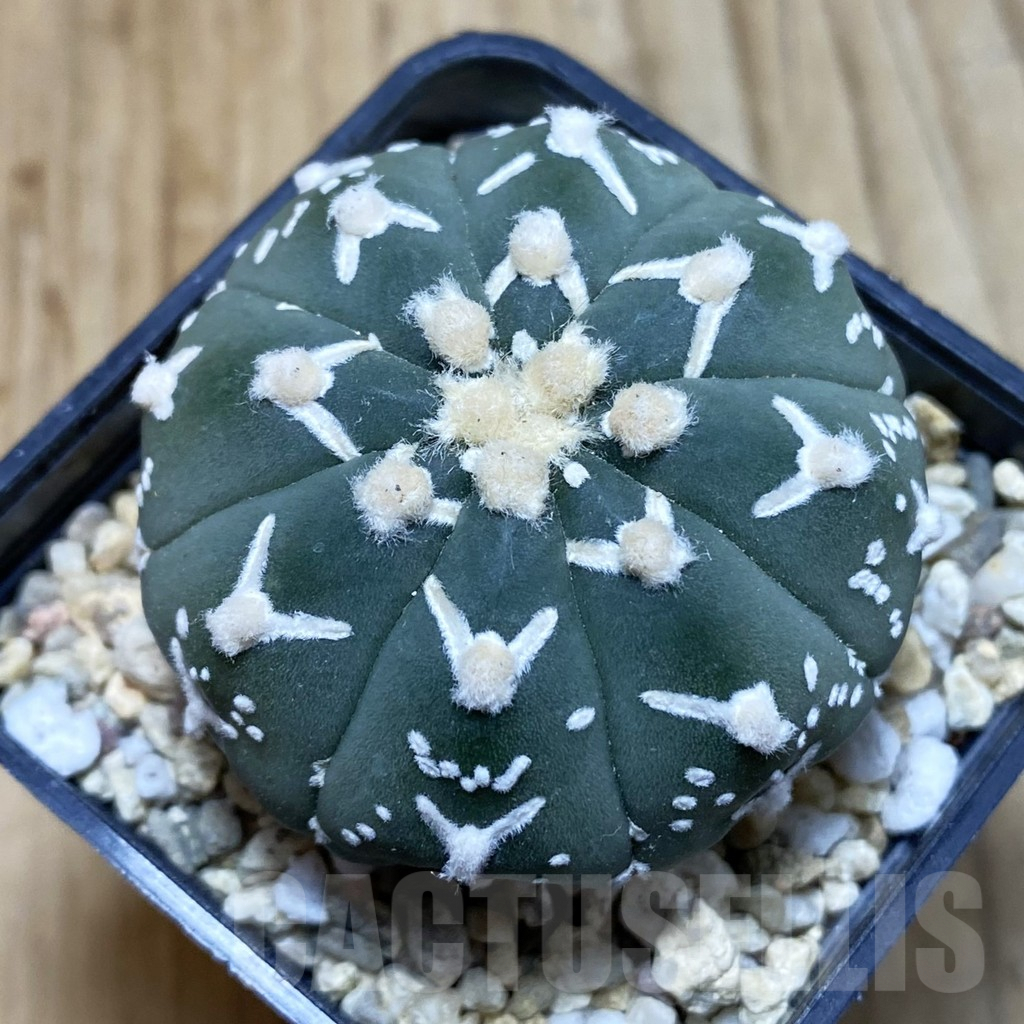 SH4603 Astrophytum asterias ‘Super Kabuto’ V-type f. nudum