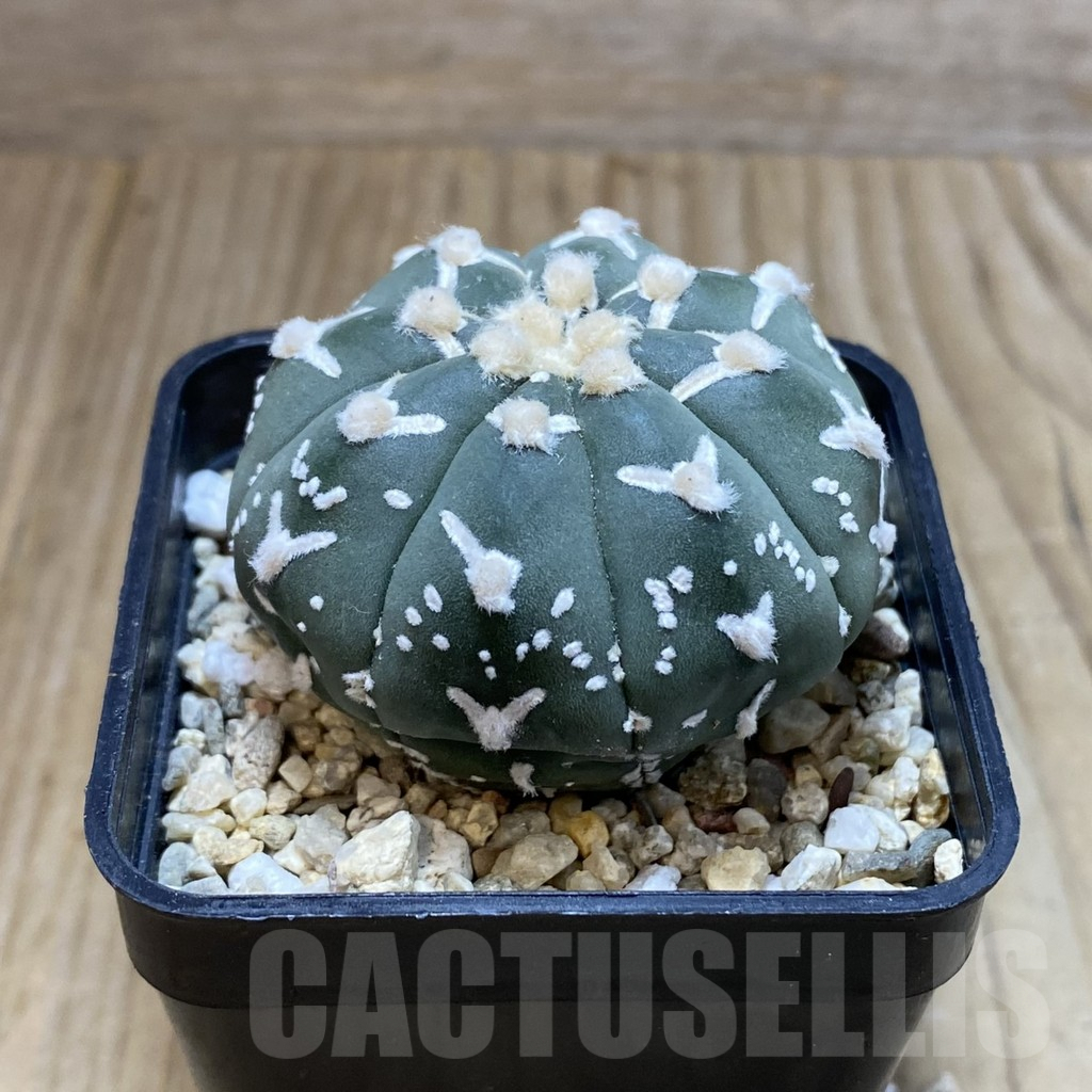 SH4603 Astrophytum asterias ‘Super Kabuto’ V-type f. nudum - Image 2