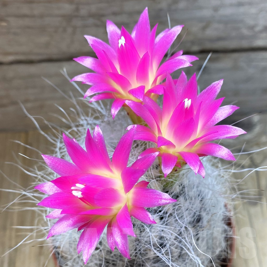 SH4546 Neoporteria senilis