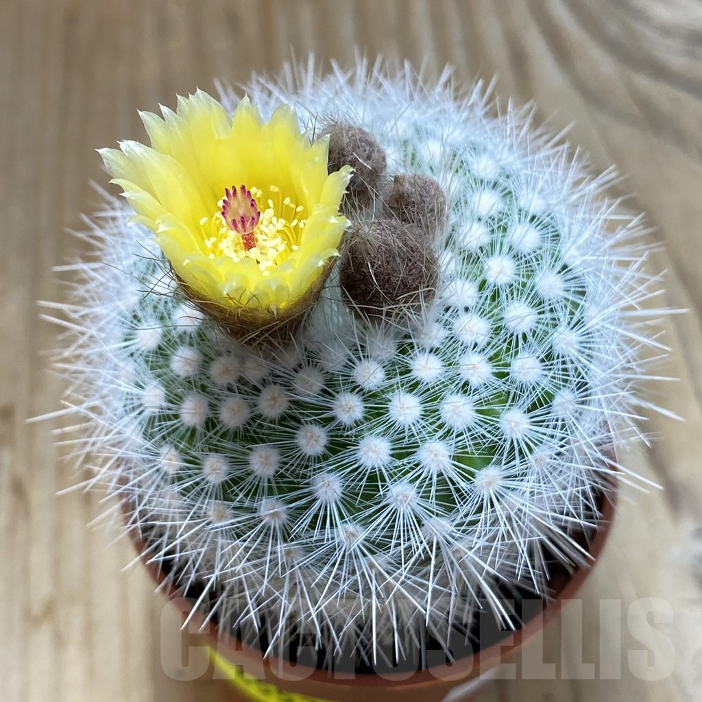 SHND4553 Notocactus scopa v. albispinus