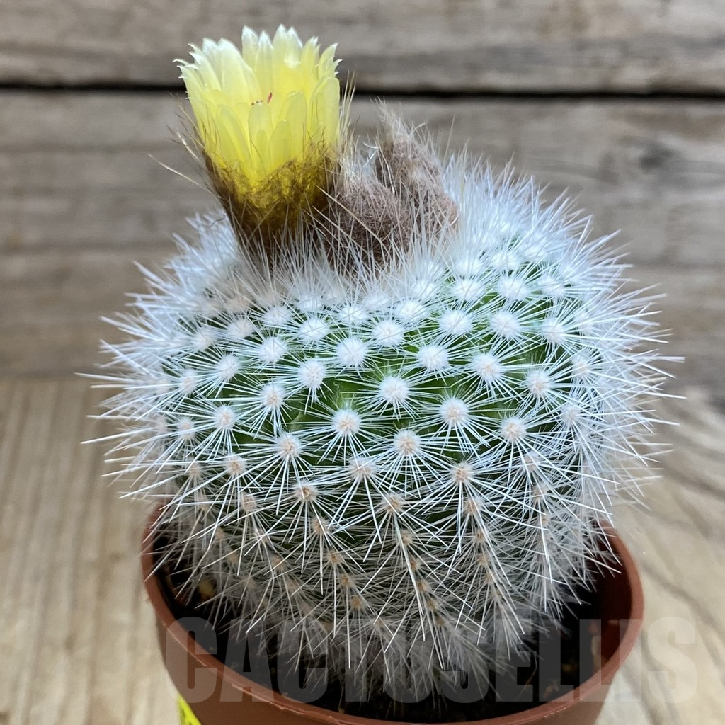SHND4553 Notocactus scopa v. albispinus - Image 2