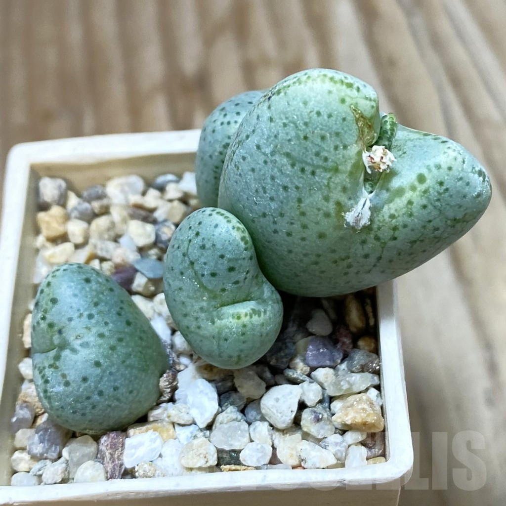 SH4555 Conophytum ernianum