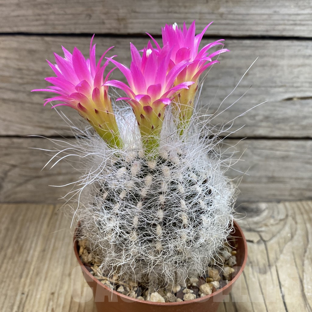 SH4546 Neoporteria senilis - Image 2