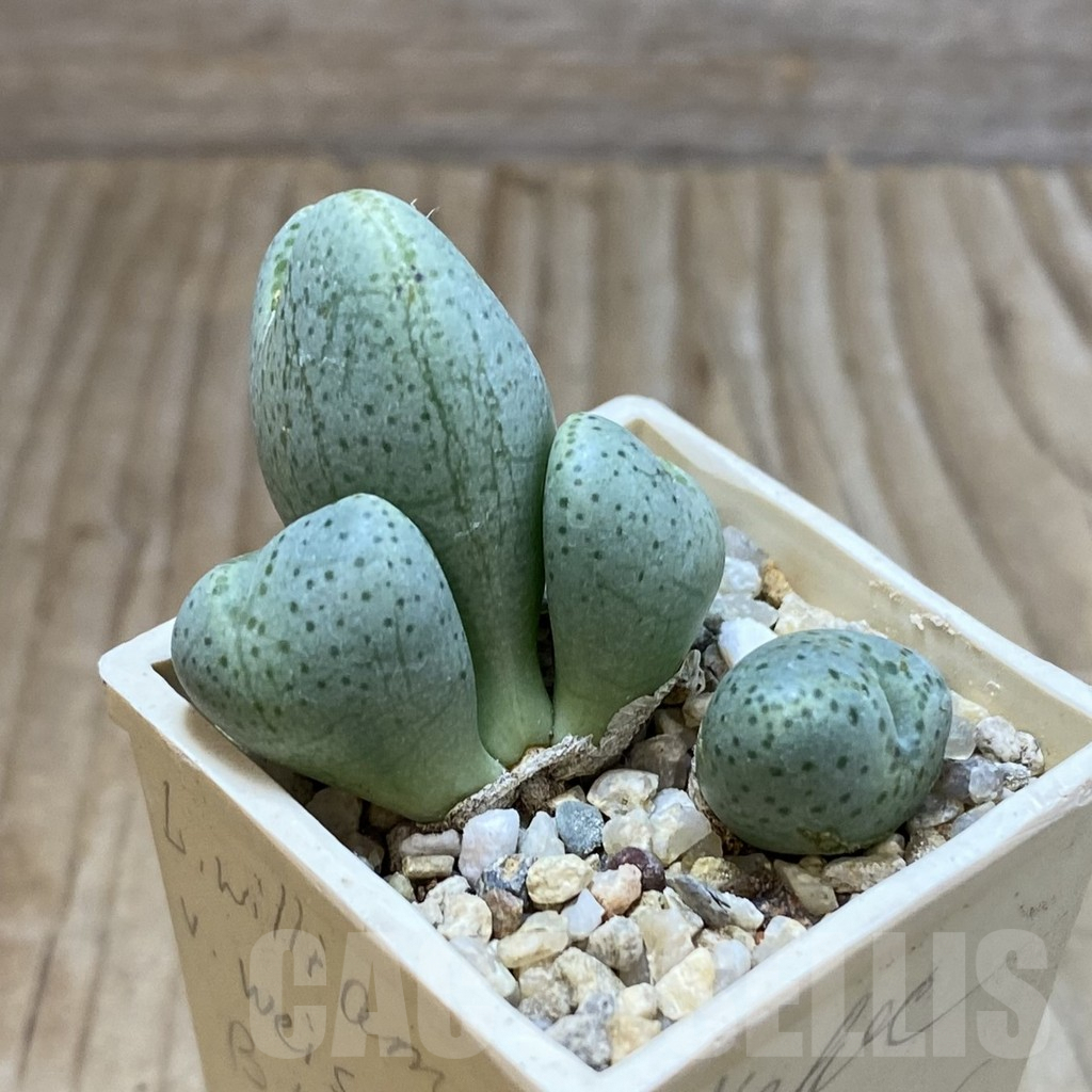 SH4555 Conophytum ernianum - Image 2