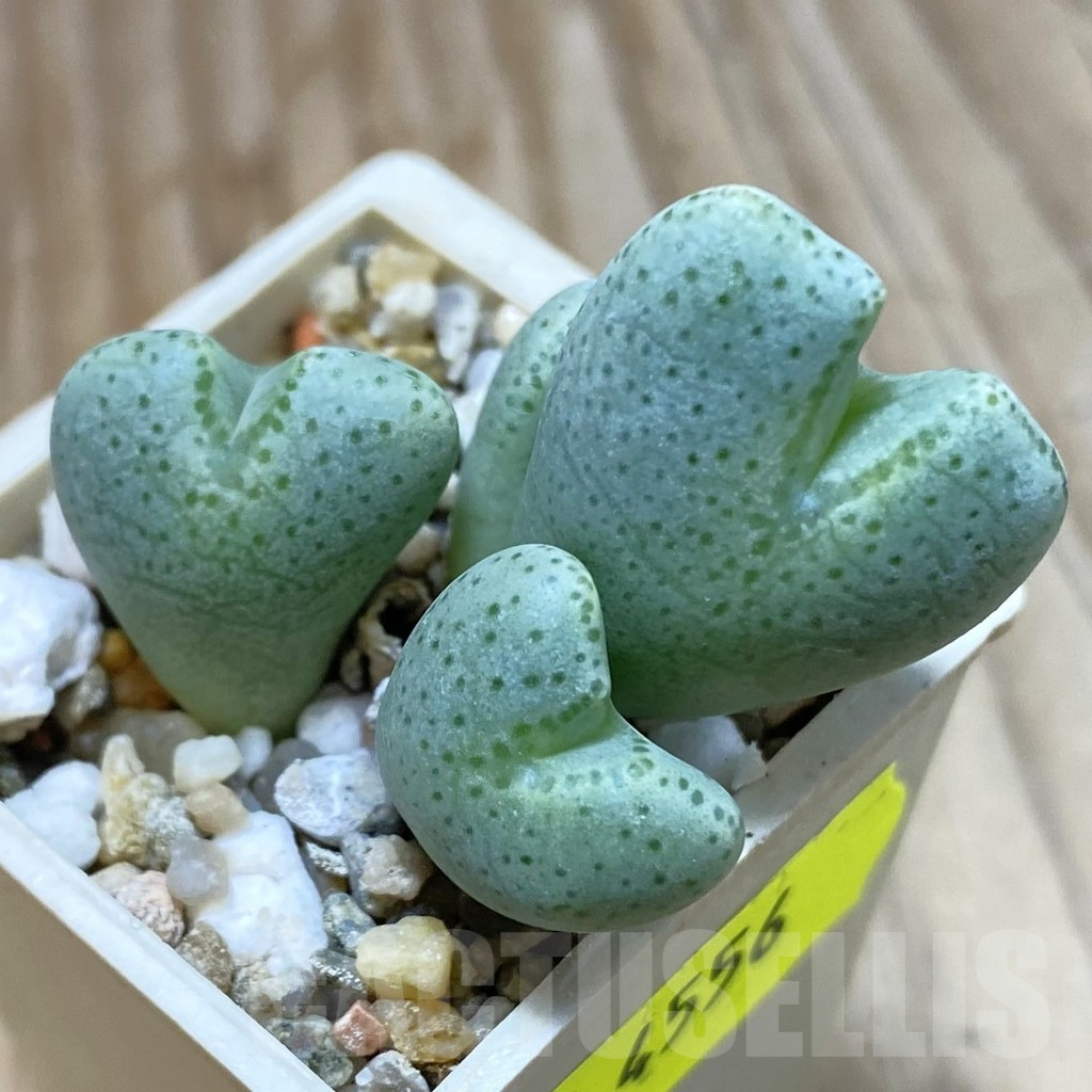 SH4556 Conophytum ernianum