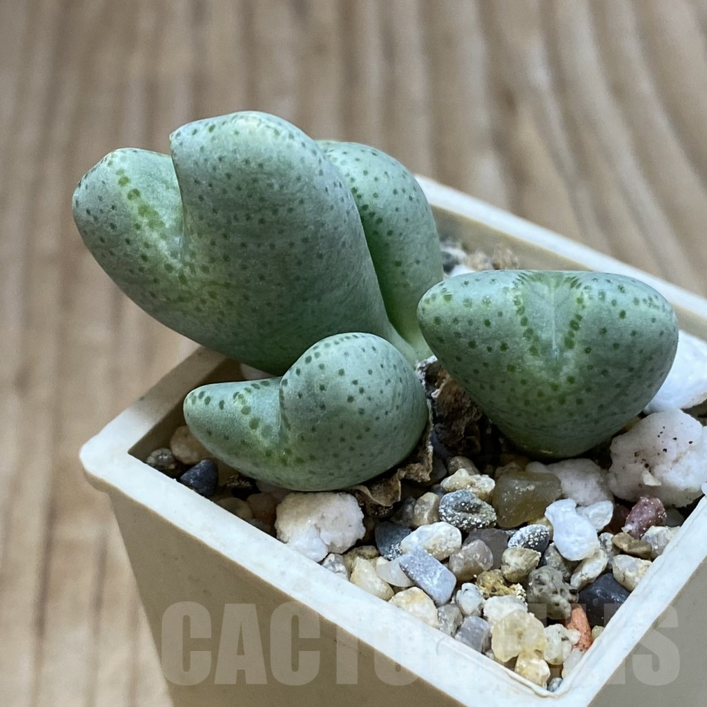 SH4556 Conophytum ernianum - Image 2