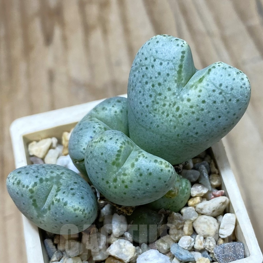 SH4557 Conophytum ernianum