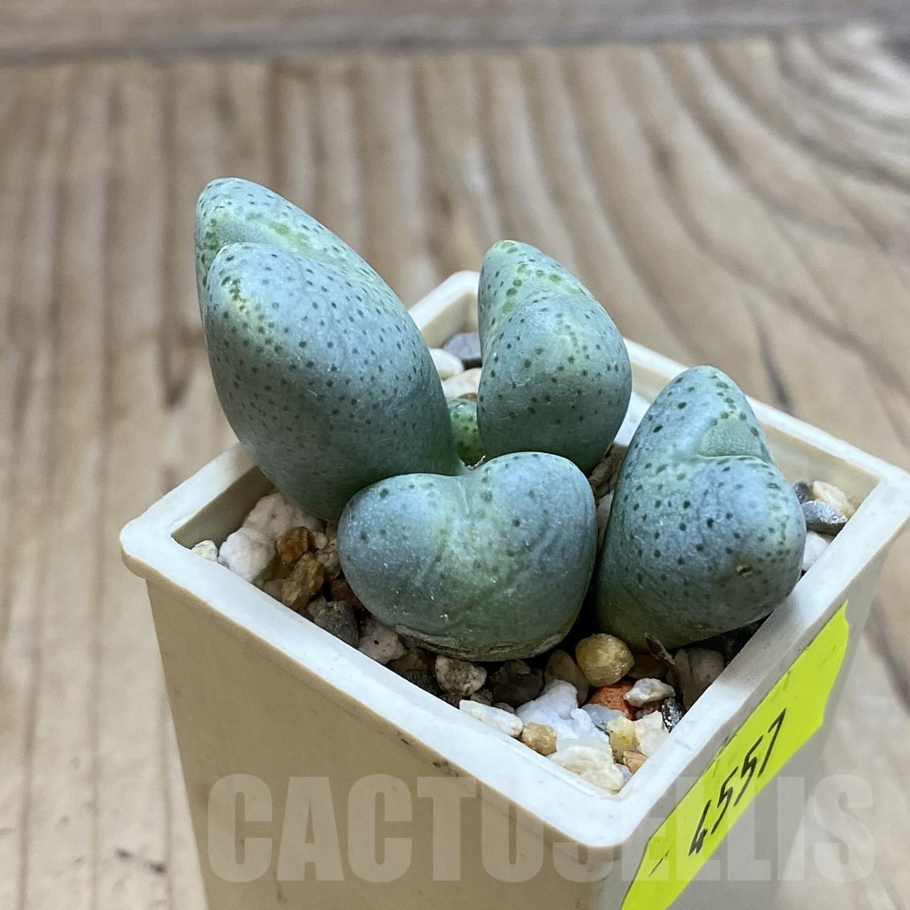 SH4557 Conophytum ernianum - Image 2