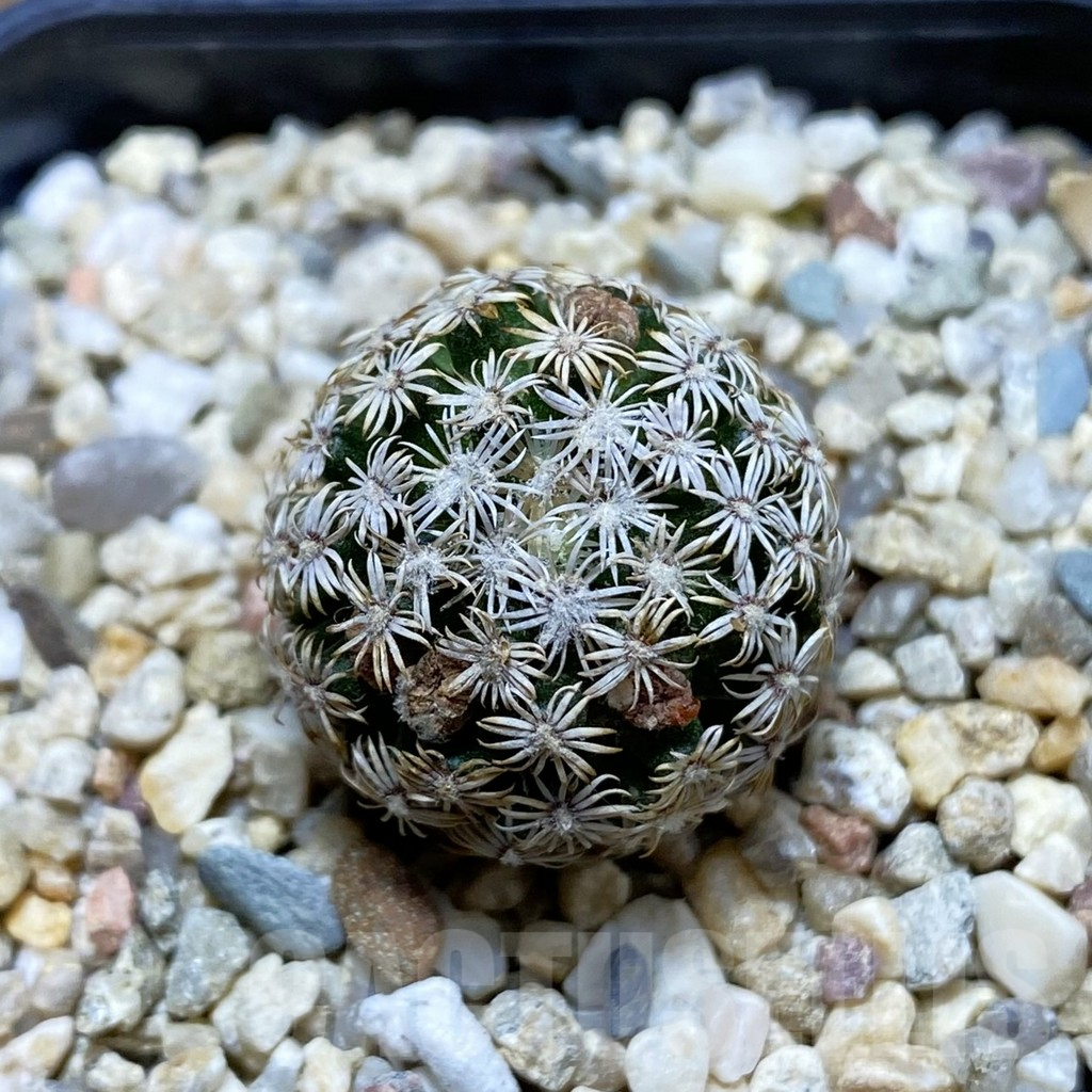 SH4558 Mammillaria hernandezii