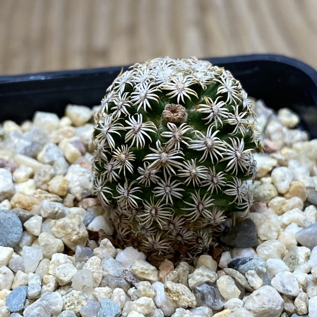 SH4558 Mammillaria hernandezii - Image 2