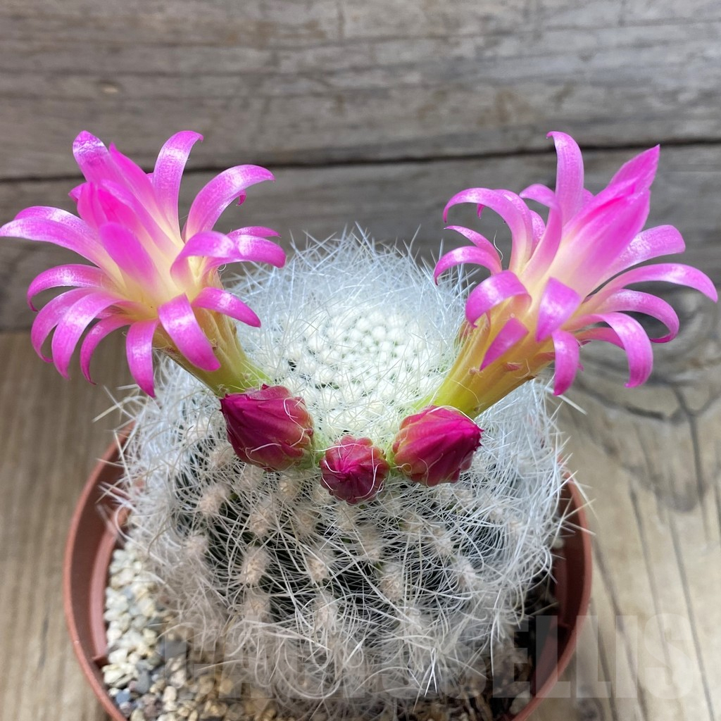 SH4547 Neoporteria senilis