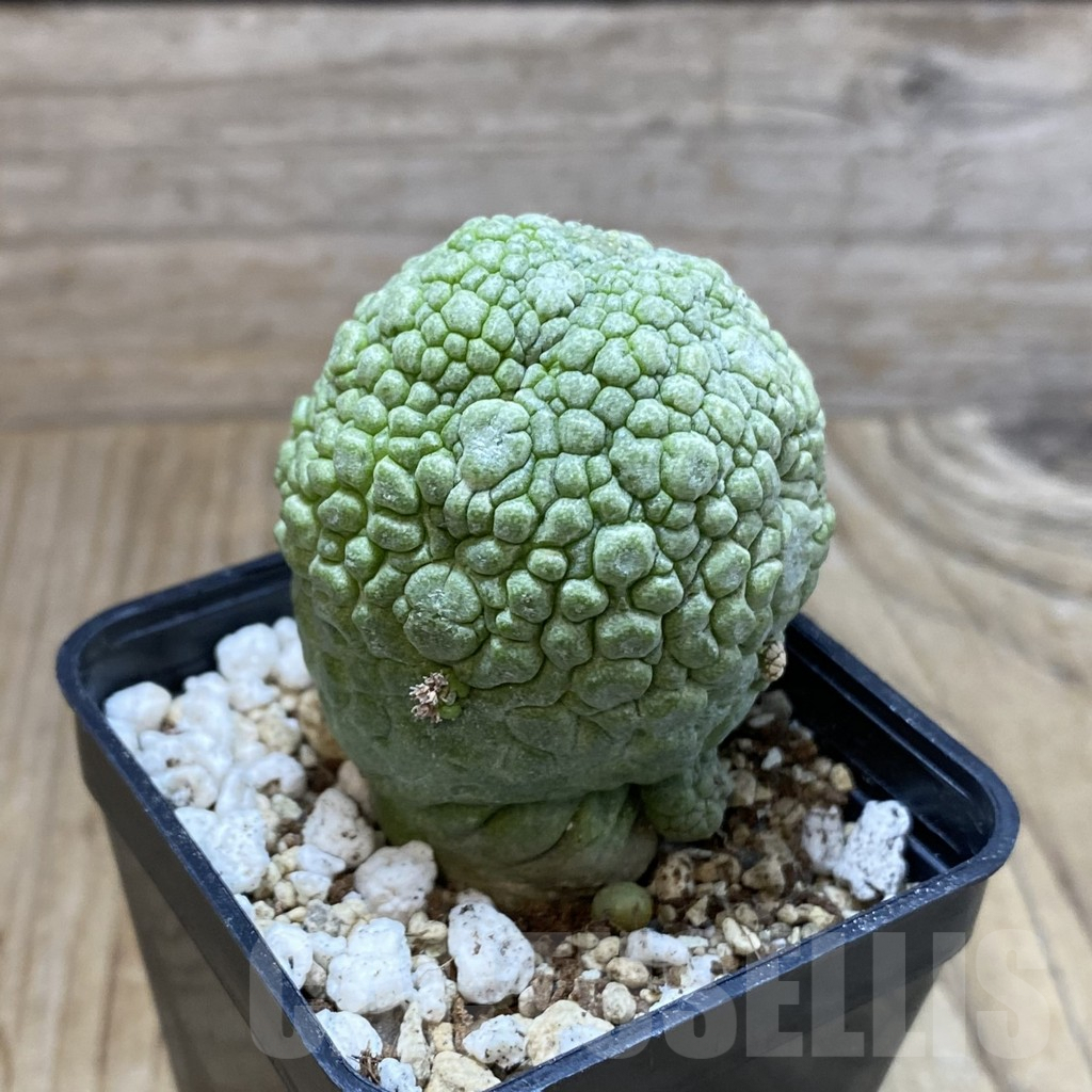 SH4562 Pseudolithos migiurtinus - Image 2