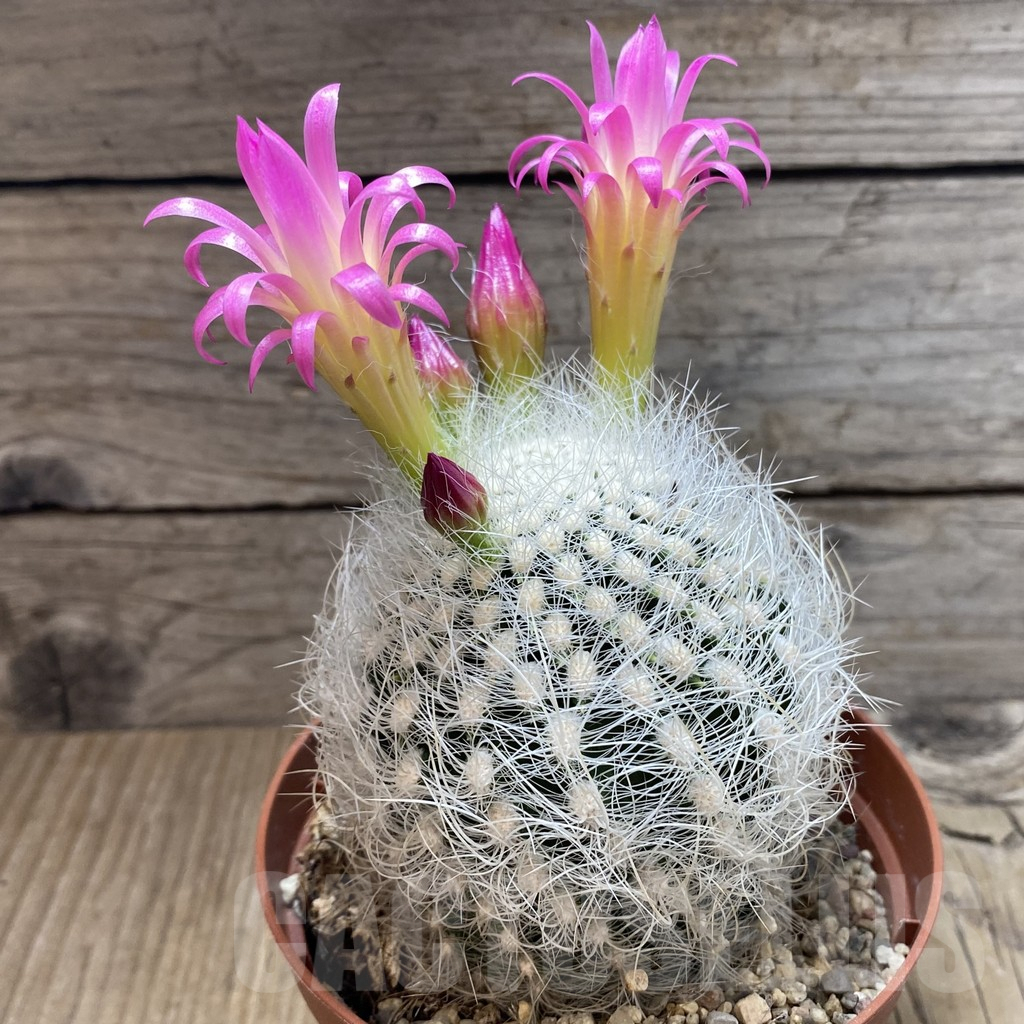 SH4547 Neoporteria senilis - Image 2