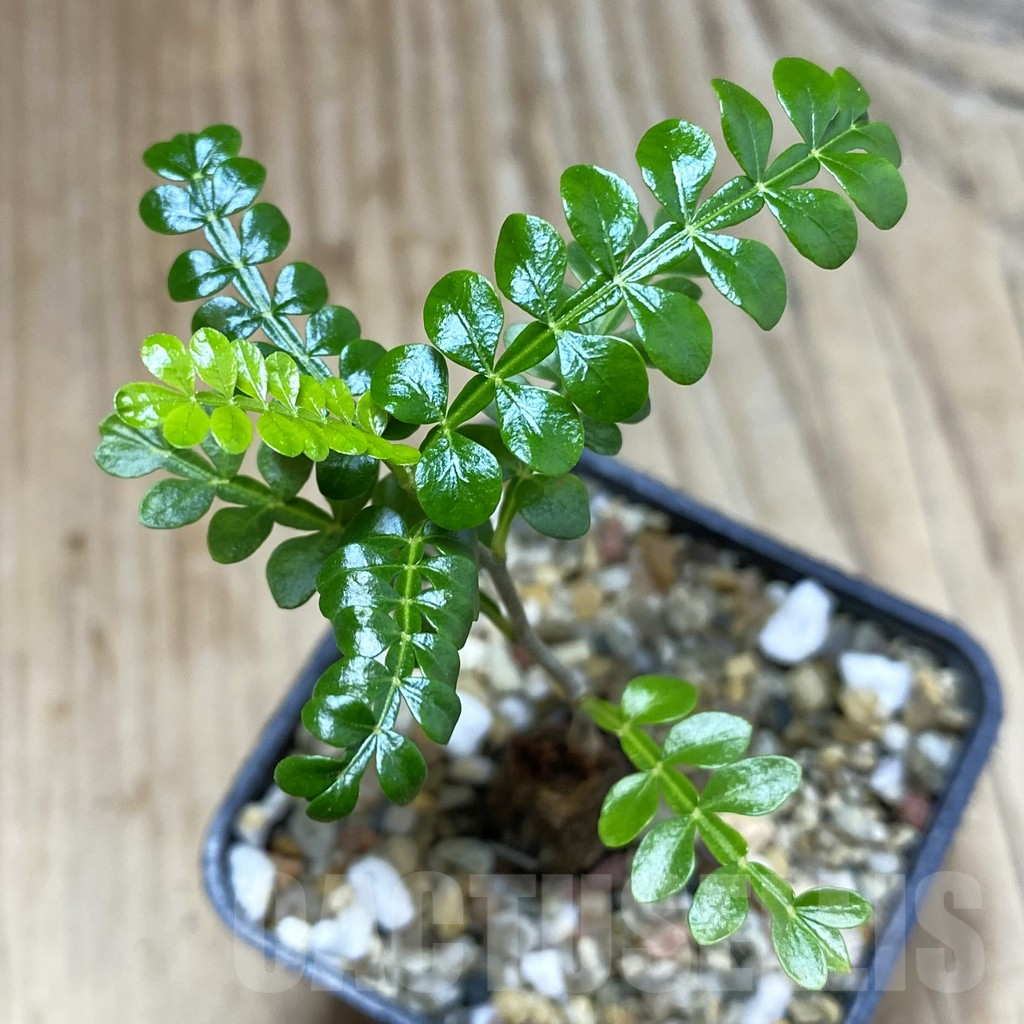 SH4566 Operculicarya pachypus