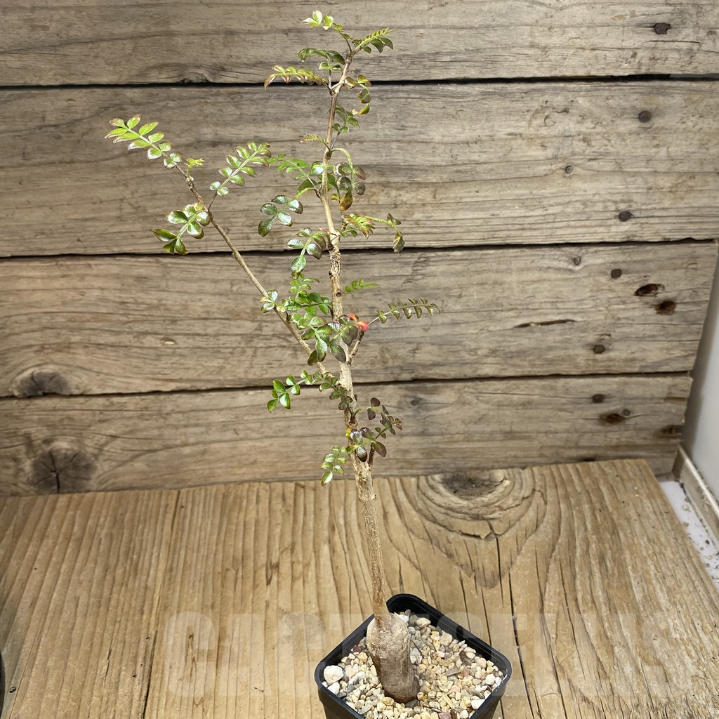 SH4568 Operculicarya borealis, seedling - Image 2