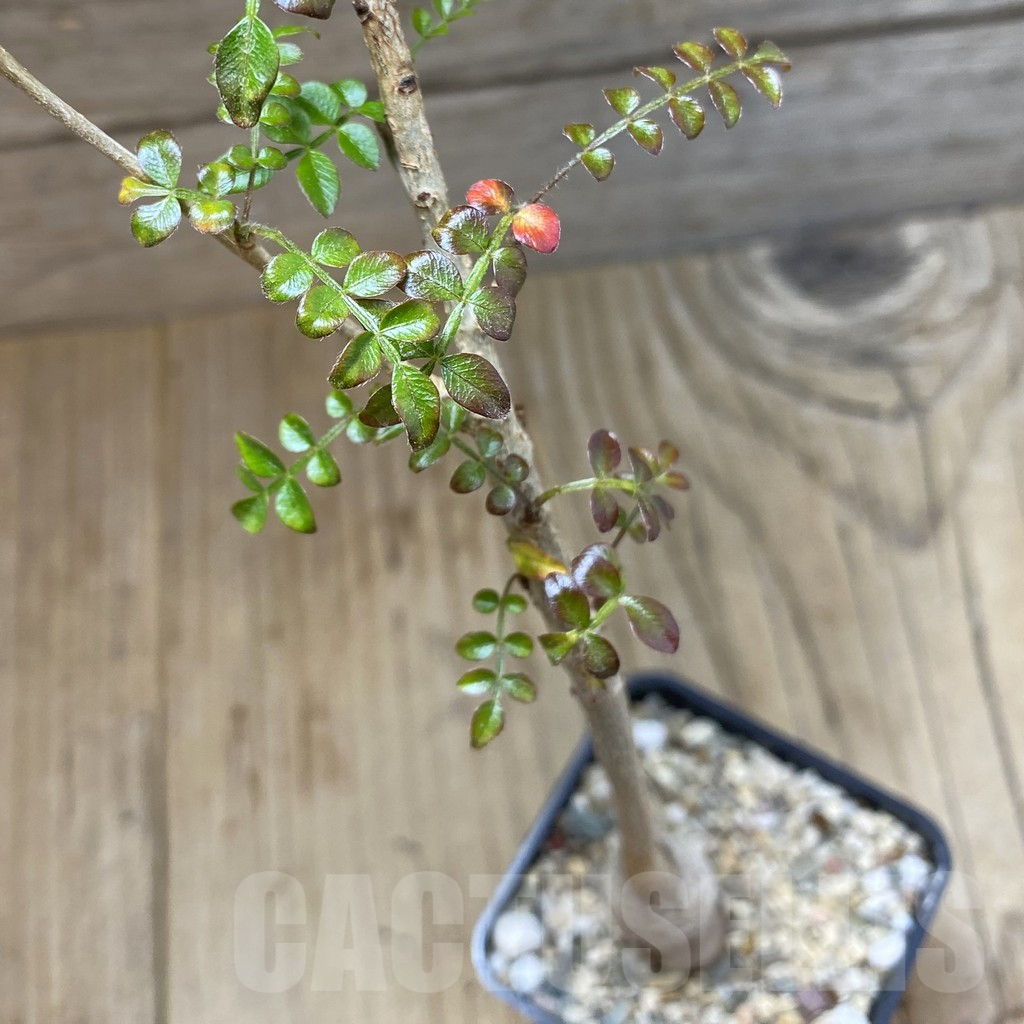SH4568 Operculicarya borealis, seedling