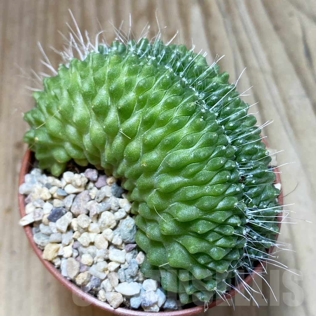 SH4548 Mammillaria spinosissima ‘Uno Pico’ f. cristata