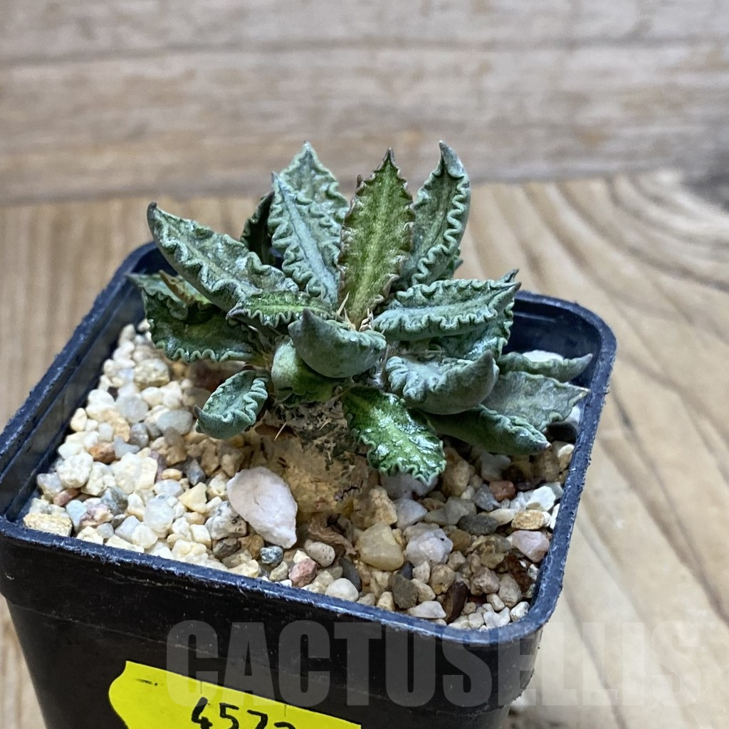 SH4572 Euphorbia tulearensis - Image 2
