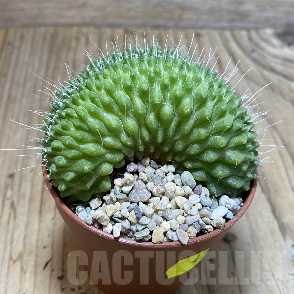 SH4548 Mammillaria spinosissima ‘Uno Pico’ f. cristata - Image 2
