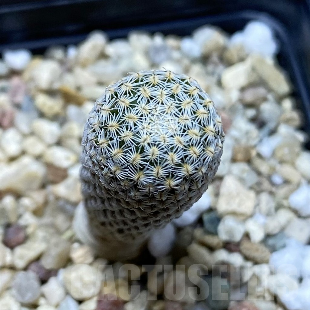 SH4575 Pelecyphora strobiliformis
