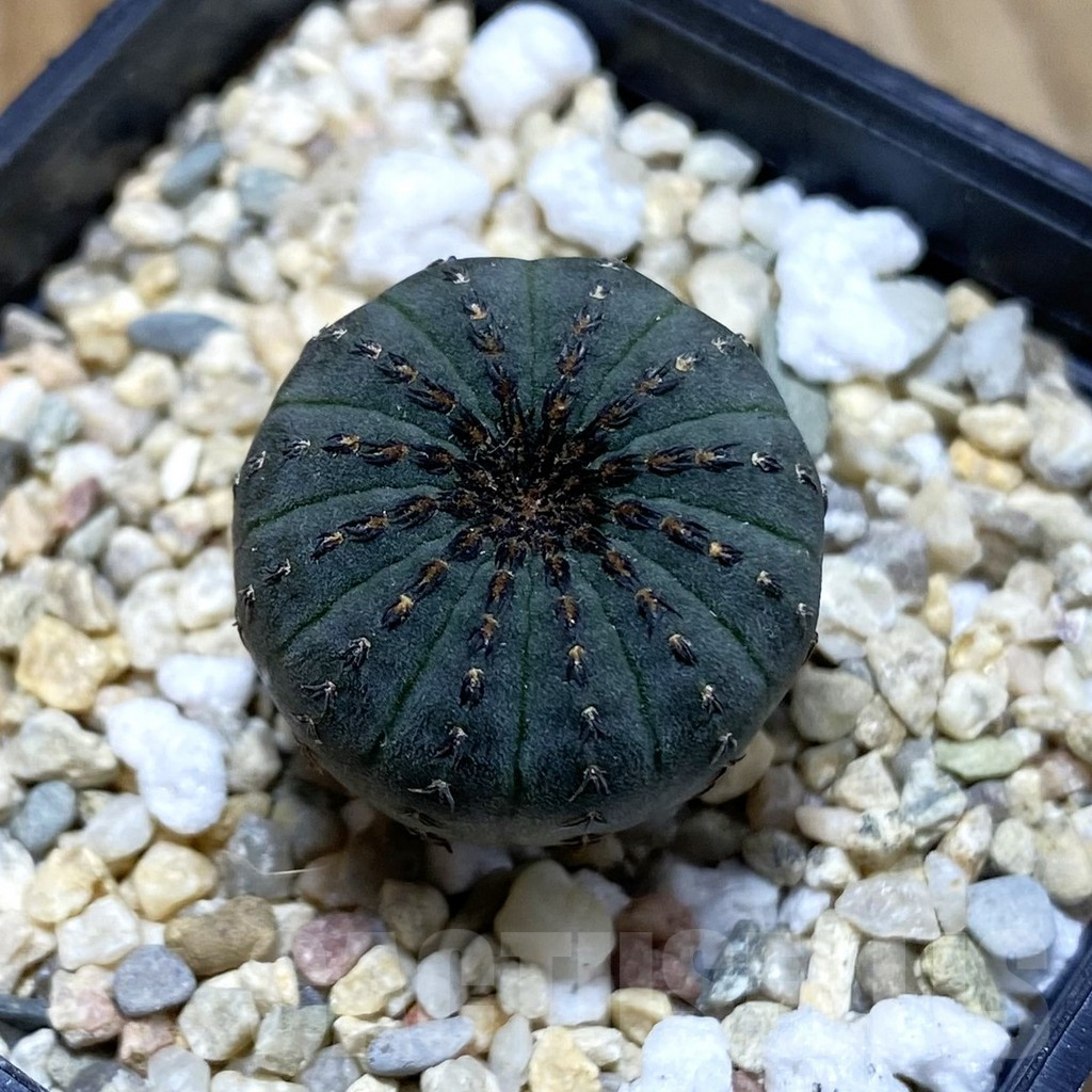 SH4576 Frailea asterioides